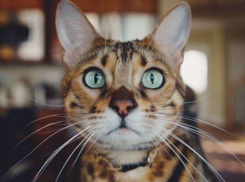 Cat staring at camera with green eyes and large ears.