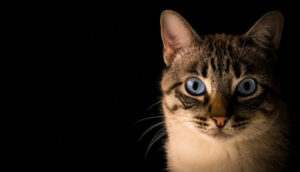 Blue Eyed Cat looking at camera against black background
