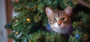 Little cat looking out from a Christmas Tree