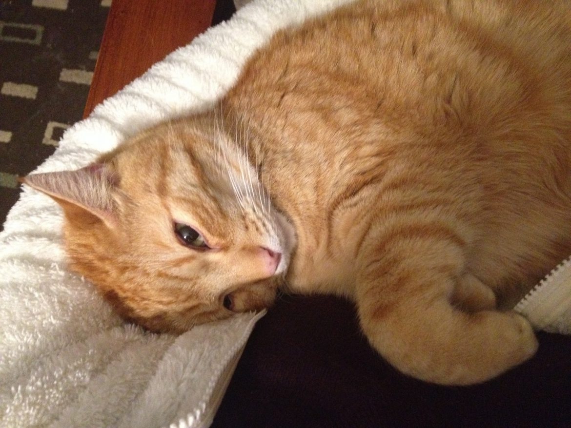 Orange tabby cat boy in my arms.