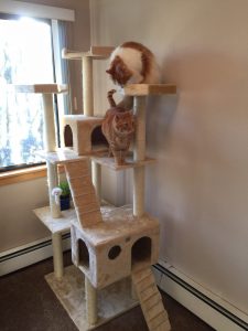 Go Pet Club 72 Inch Cat Tree for large cats