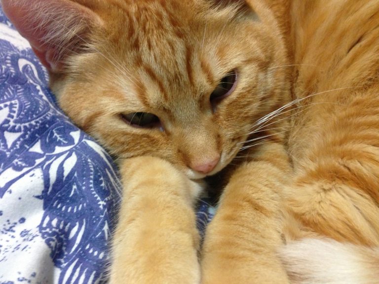 Home Remedy for Cat Colds Thriving Cat