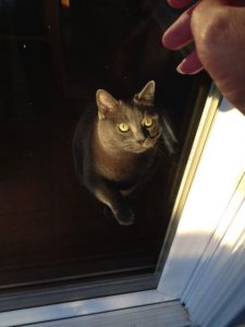 Grey Cat With Green Eyes Looking Out Window
