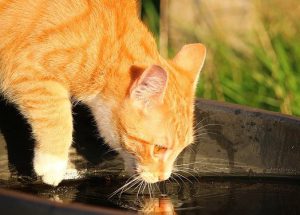 Get Cats to Drink More Water and Help Prevent Kidney Disease.