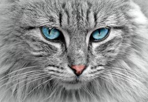 Gorgeous profile of grey and white cat with blue eyes