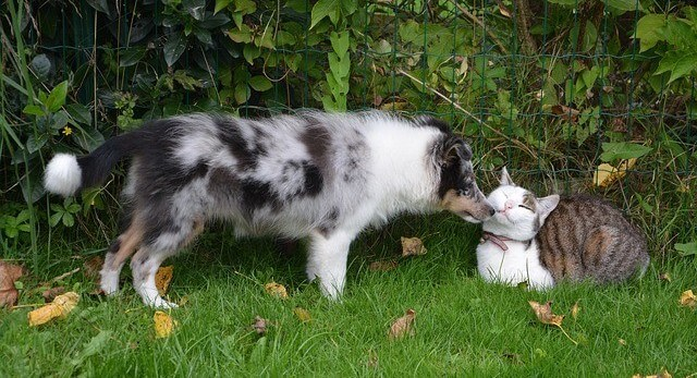 Dog and cat outside together in the foliage