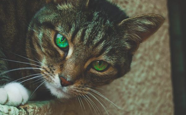 Tabby cat with gorgeous green eyes looking at the camera.