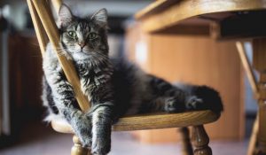 Gorgeous, fluffy grey cat on chair looking adorable