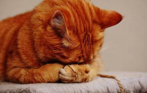Cute Red Tabby Cat With Face In Paws