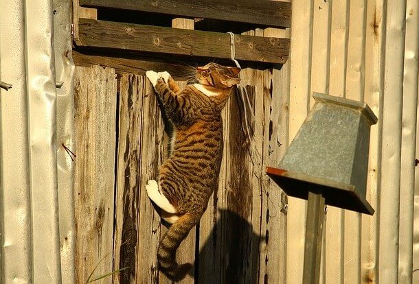 Brown striped tabby cat with white paws hanging off a fence while playing
