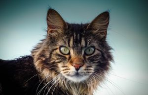 Brown Striped Maine Coon Cat Looking At Camera