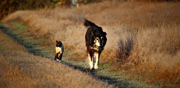 Dog and Cat Walking on a Path