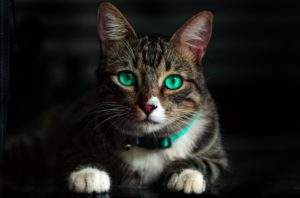 Gorgeous cat with aquamarine eyes.