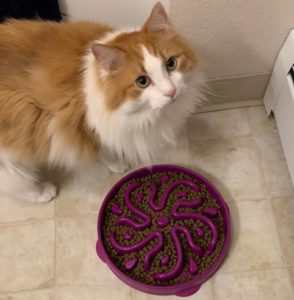 Long haired cat with cat puzzle feeder