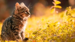 Striped Tabby Kitten in the Evening Sun