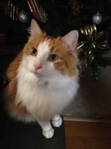 Long haired white and orange cat in front of christmas tree