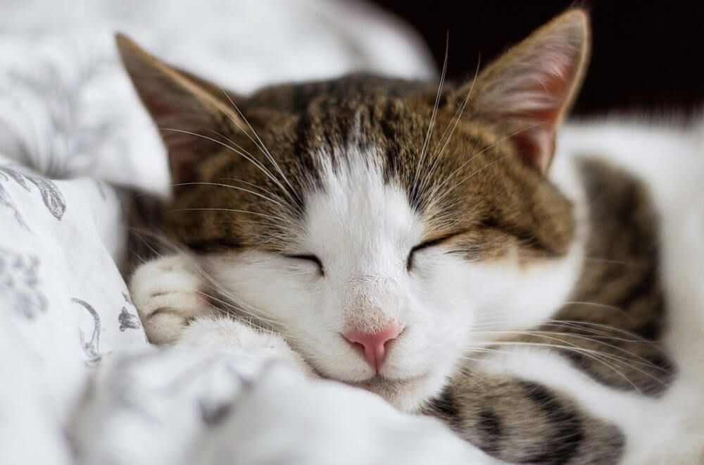 Pretty white and brown kitty sleeping.