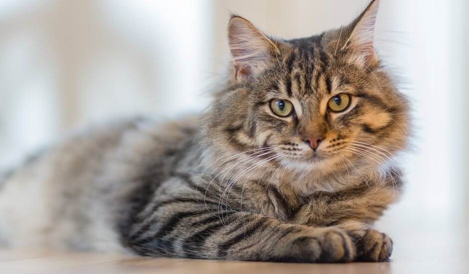 Long Haired Grey Tabby Cat with Green Eyes