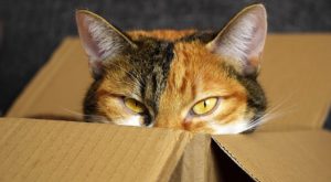 Tortie With White Cat In a Box