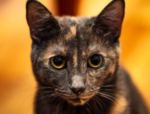 A Tortie cat with black and orange markings