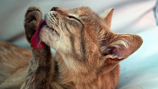 Cat Licking Fur