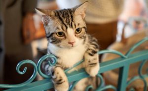 Young cat climbing on wrought iron bench.