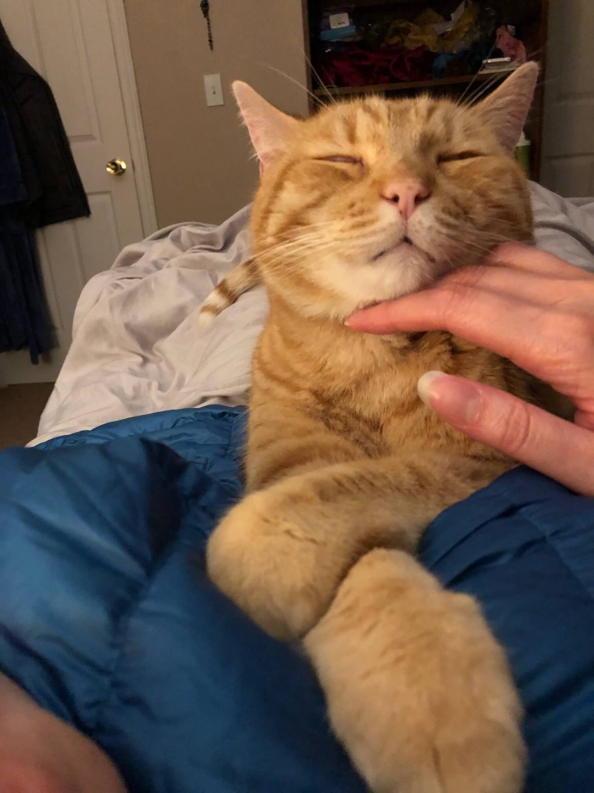 Jackson Galaxy Cat Drops Thriving Cat