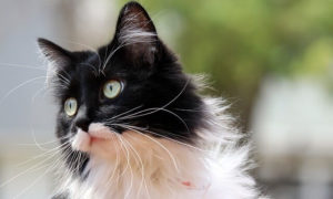 Pretty, little black and white cat