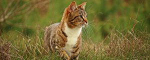 Brown striped tabby cat with white chest hunting in the grass.