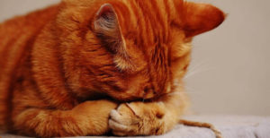 Red, striped tabby cat with head in paws