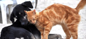 Orange tabby cat and black dog nuzzling together.