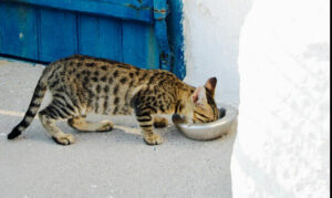 Tabby kitten with it's head in the food bowl eating outside