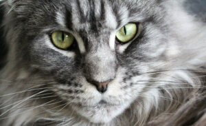 Stately Looking Maine Coon Cat Gazing Into the Camera