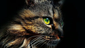 Gorgeous, green eyed tabby cat profiled
