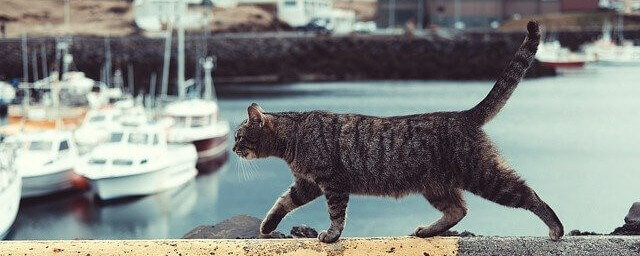 Grey tabby cat walking on wall at harbor